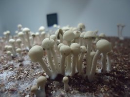 pan-mg-cd90.jpg