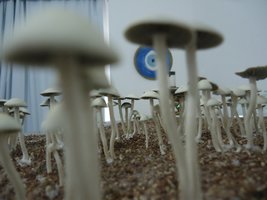 pan-mg-cd96.jpg