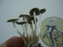 pan-mg-cd103.jpg