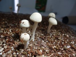 pan-mg-cd107.jpg