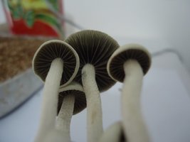 pan-mg-cd109.jpg