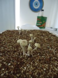 pan-mg-cd110.jpg
