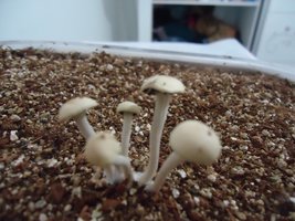 pan-mg-cd112.jpg