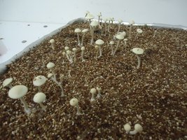 pan-mg-cd116.jpg