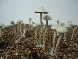 pan-mg-cd117.jpg