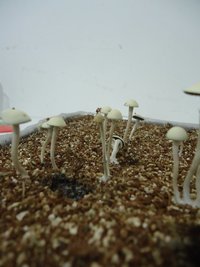 pan-mg-cd118.jpg