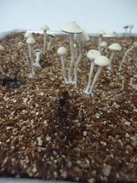 pan-mg-cd119.jpg