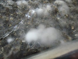 pan-mg-cd06.jpg