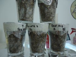 pan-mg-cd10.jpg
