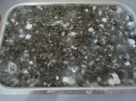 pan-mg-cd16.jpg