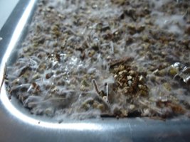 pan-mg-cd18.jpg