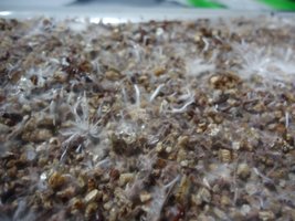 pan-mg-cd23.jpg