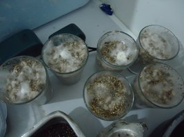 pan-mg-cd31.jpg