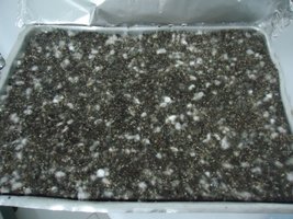 pan-mg-cd40.jpg
