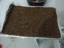 pan-mg-cd41.jpg