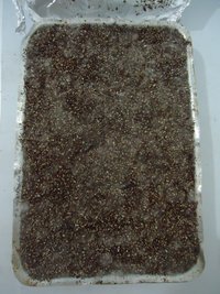 pan-mg-cd42.jpg
