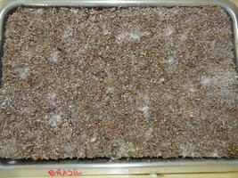 pan-mg-cd49.jpg