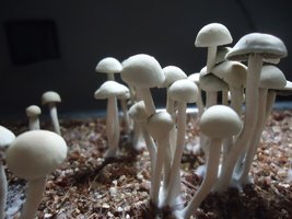 pan-mg-cd59.jpg