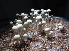 pan-mg-cd60.jpg