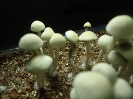 pan-mg-cd61.jpg