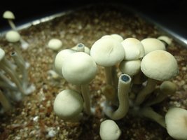 pan-mg-cd62.jpg