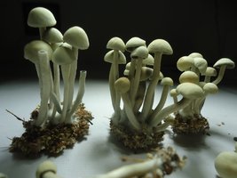 pan-mg-cd64.jpg