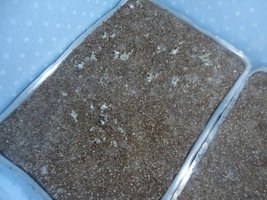 pan-mg-cd71.jpg