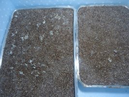pan-mg-cd72.jpg