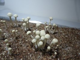 pan-mg-cd84.jpg
