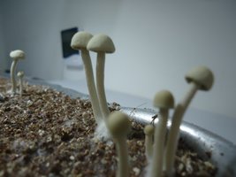pan-mg-cd85.jpg