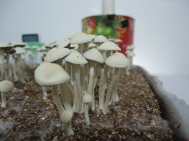pan-mg-cd92.jpg