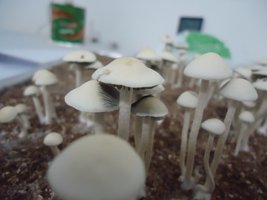 Panaeolus MG // Bulk Brasil