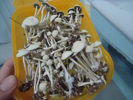 pan-mg-cd102.jpg