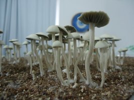 pan-mg-cd104.jpg