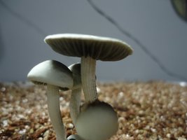 pan-mg-cd106.jpg
