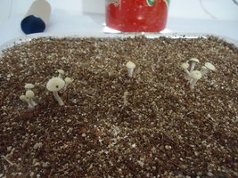 pan-mg-cd113.jpg