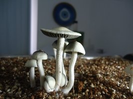 pan-mg-cd114.jpg