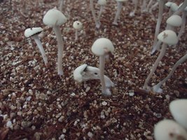 pan-mg-cd120.jpg