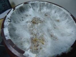 po-capim-cd06.jpg