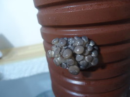 po-capim-cd09.jpg