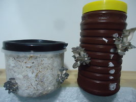 po-capim-cd11.jpg