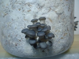po-capim-cd12.jpg
