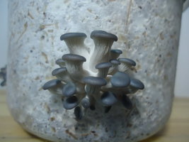 Pleurotus ostreatus em Capim Napier com Pó de Coco