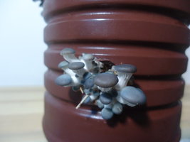 po-capim-cd15.jpg