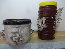 po-capim-cd19.jpg