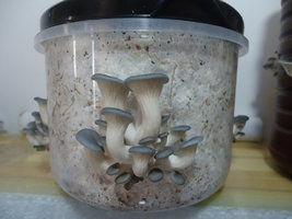 po-capim-cd20.jpg