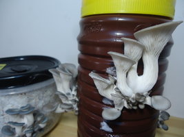 po-capim-cd23.jpg