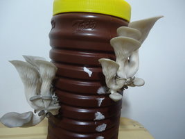 po-capim-cd25.jpg