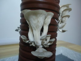 po-capim-cd27.jpg