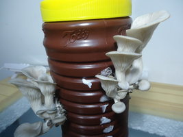 po-capim-cd28.jpg